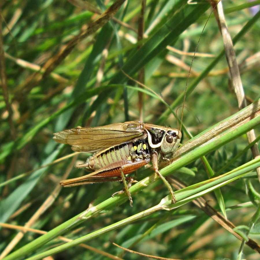Roesel’s Bush-cricket